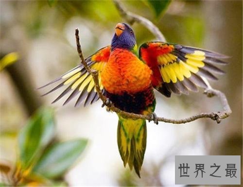 世界上最美的鸟,孔雀只排第二