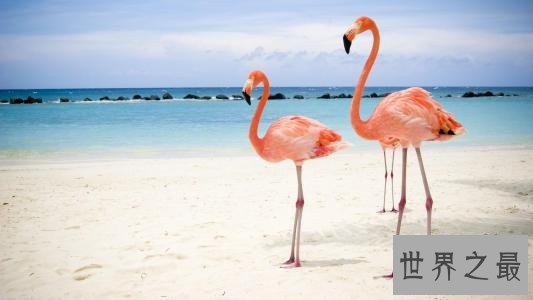 世界上最美的鸟,孔雀只排第二