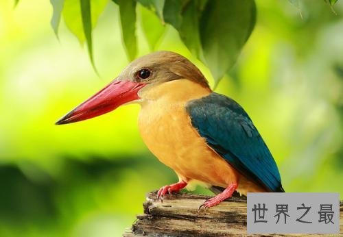 世界上最美的鸟,孔雀只排第二