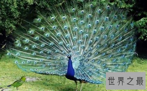 世界上最美的鸟,孔雀只排第二