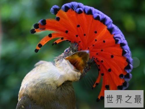 世界上最美的鸟,孔雀只排第二