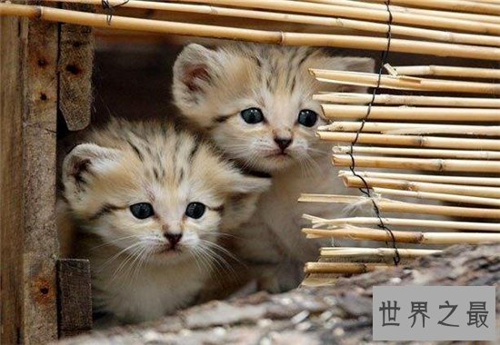 巴基斯坦沙猫非常温顺，但繁殖困难濒临灭绝