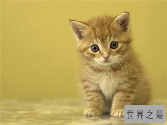 巴基斯坦沙猫非常温顺，但繁殖困难濒临灭绝