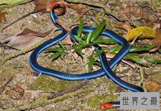 蓝长腺珊瑚蛇食用其他蛇，是蛇类中的首领