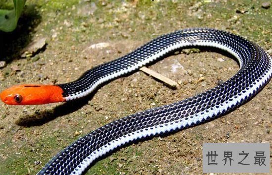 蓝长腺珊瑚蛇食用其他蛇，是蛇类中的首领