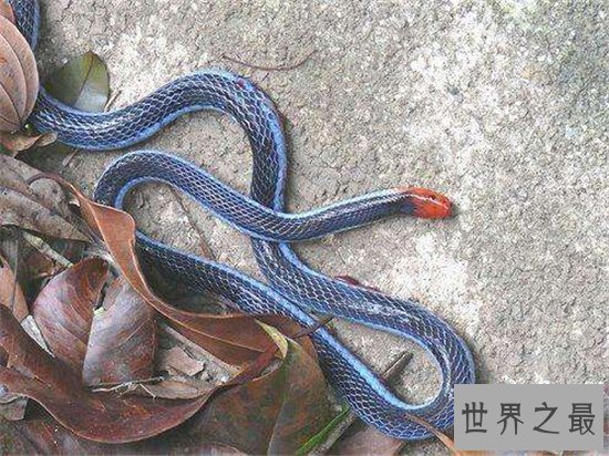 蓝长腺珊瑚蛇食用其他蛇，是蛇类中的首领