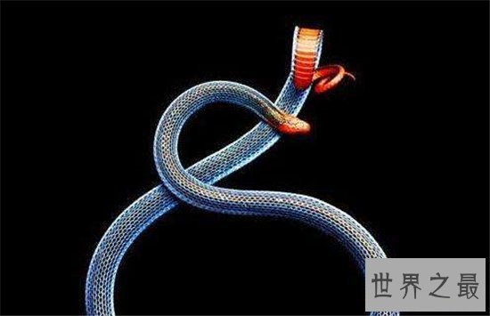 蓝长腺珊瑚蛇食用其他蛇，是蛇类中的首领