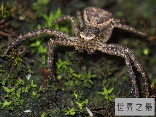 世界上体型最大的蜘蛛，堪比一只小狗专门捕食鸟类