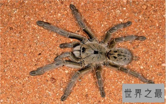 世界上体型最大的蜘蛛，堪比一只小狗专门捕食鸟类