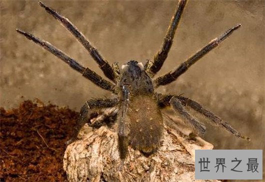世界上体型最大的蜘蛛，堪比一只小狗专门捕食鸟类