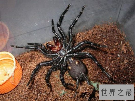 世界上体型最大的蜘蛛，堪比一只小狗专门捕食鸟类