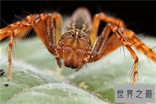 世界上体型最大的蜘蛛，堪比一只小狗专门捕食鸟类