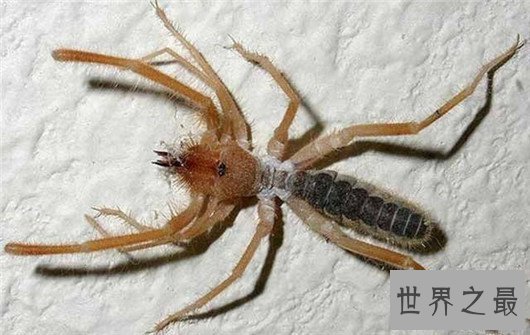 世界上体型最大的蜘蛛，堪比一只小狗专门捕食鸟类