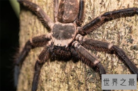 世界上体型最大的蜘蛛，堪比一只小狗专门捕食鸟类