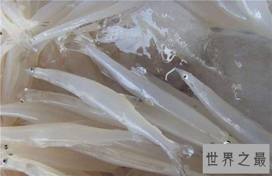 白肌银鱼以小鱼小虾为事物,繁殖力量强大生长快速