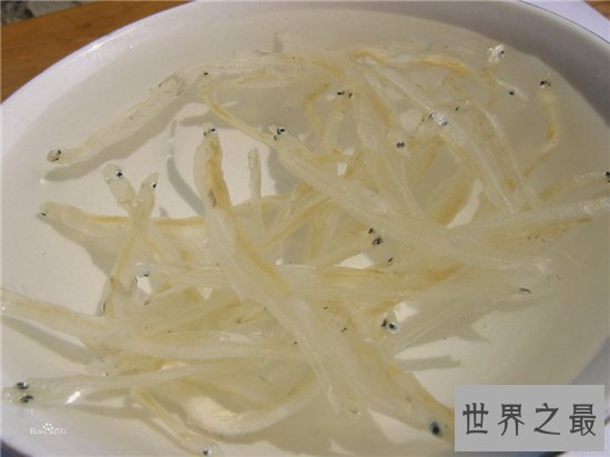 白肌银鱼以小鱼小虾为事物,繁殖力量强大生长快速