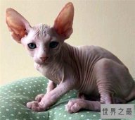 加拿大无毛猫皮肤光滑，饲养难度很高价格昂贵