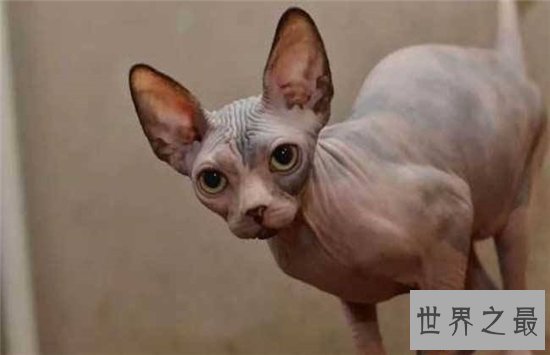 加拿大无毛猫皮肤光滑，饲养难度很高价格昂贵