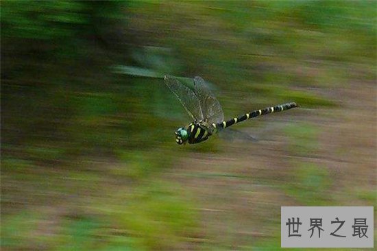 鬼蜻蜓能够滋阴壮阳，药用价值非常大