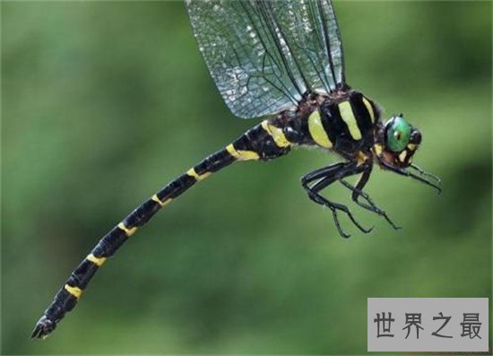 鬼蜻蜓能够滋阴壮阳，药用价值非常大