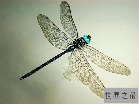 鬼蜻蜓能够滋阴壮阳，药用价值非常大