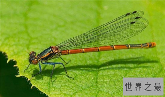 鬼蜻蜓能够滋阴壮阳，药用价值非常大