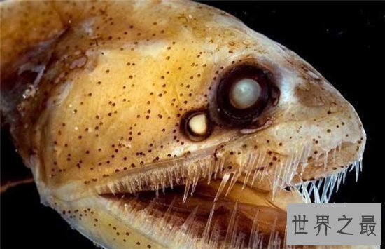 毒蛇鱼用背鳍捕捉猎物，发光的形态很受吸引