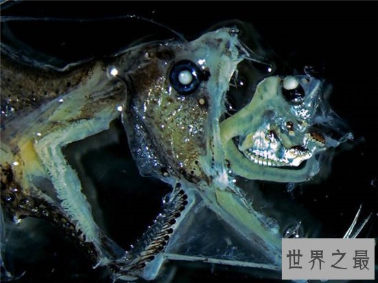 毒蛇鱼用背鳍捕捉猎物，发光的形态很受吸引