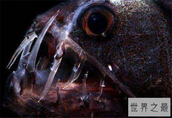 毒蛇鱼用背鳍捕捉猎物，发光的形态很受吸引