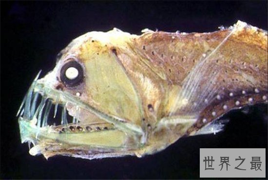 毒蛇鱼用背鳍捕捉猎物，发光的形态很受吸引