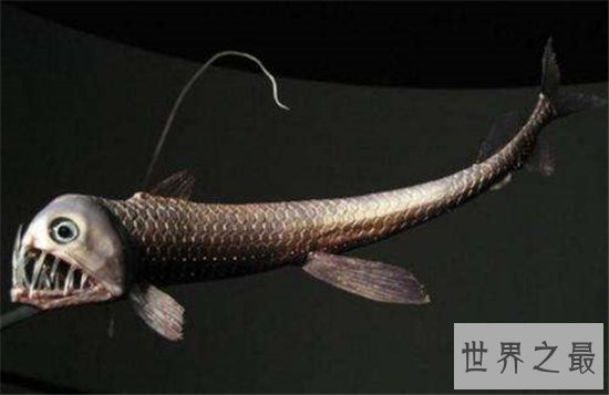 毒蛇鱼用背鳍捕捉猎物，发光的形态很受吸引