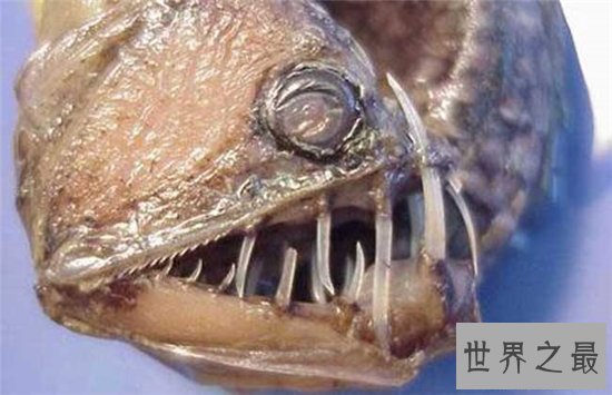 毒蛇鱼用背鳍捕捉猎物，发光的形态很受吸引