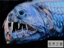 毒蛇鱼用背鳍捕捉猎物，发光的形态很受吸引