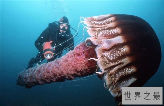 北极霞水母体型较大,海龟是它们的天敌