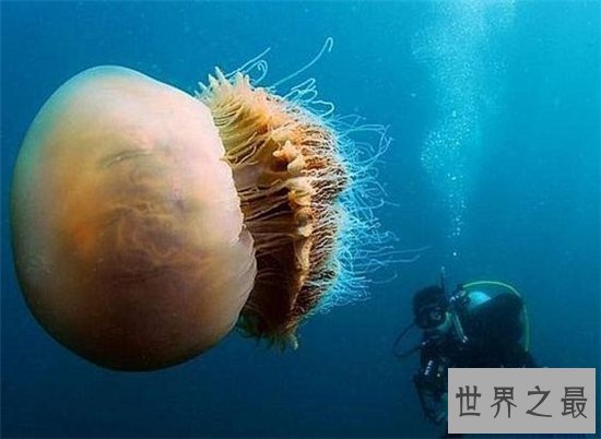 北极霞水母体型较大,海龟是它们的天敌