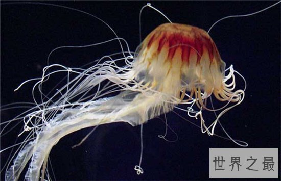 北极霞水母体型较大,海龟是它们的天敌