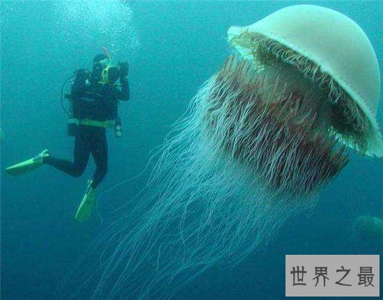 北极霞水母体型较大,海龟是它们的天敌