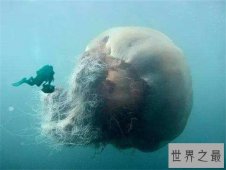 北极霞水母体型较大，海龟是它们的天敌