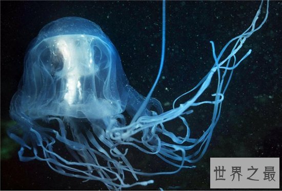 北极霞水母体型较大,海龟是它们的天敌