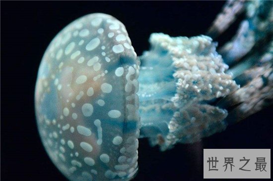 北极霞水母体型较大,海龟是它们的天敌