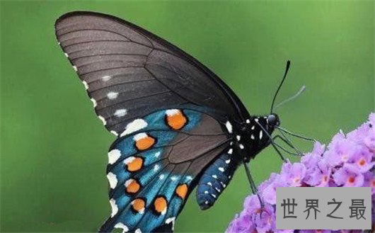 世界上最大的蝴蝶,蓝默蝶翅膀上带虹彩美翻众人