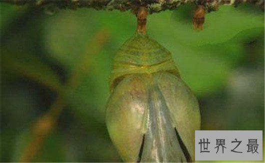 世界上最大的蝴蝶,蓝默蝶翅膀上带虹彩美翻众人