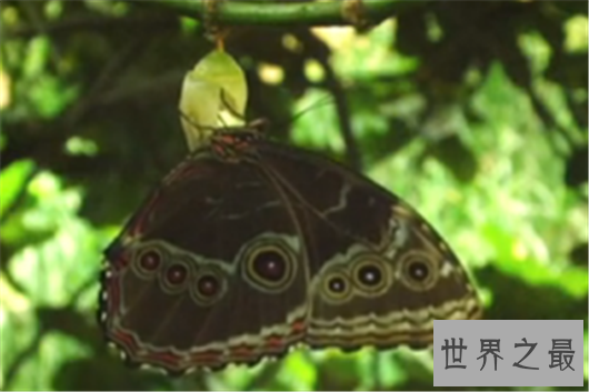 世界上最大的蝴蝶,蓝默蝶翅膀上带虹彩美翻众人