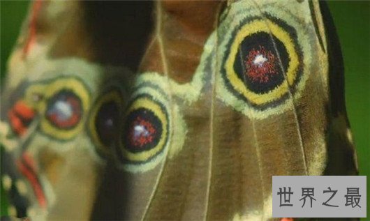 世界上最大的蝴蝶,蓝默蝶翅膀上带虹彩美翻众人