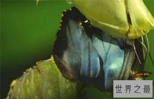 世界上最大的蝴蝶,蓝默蝶翅膀上带虹彩美翻众人