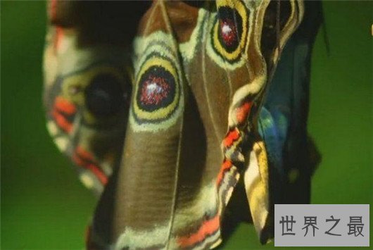 世界上最大的蝴蝶,蓝默蝶翅膀上带虹彩美翻众人