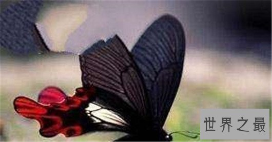 世界上最大的蝴蝶,蓝默蝶翅膀上带虹彩美翻众人
