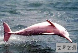 最美的海豚，粉红鼻海豚海洋中的小公举