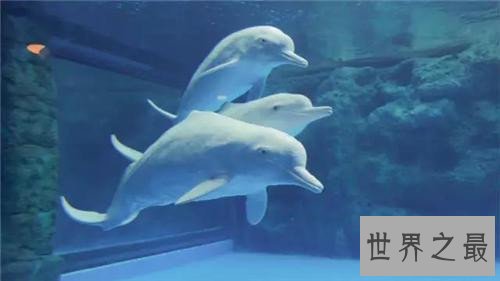 最美的海豚，粉红鼻海豚海洋中的小公举