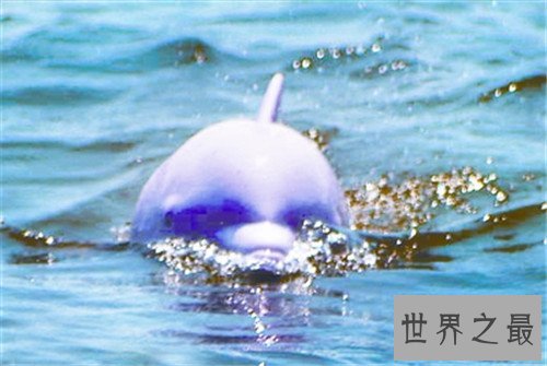 最美的海豚，粉红鼻海豚海洋中的小公举